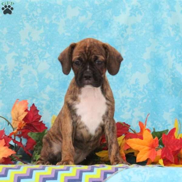 Kit Kat, Boston Terrier Mix Puppy